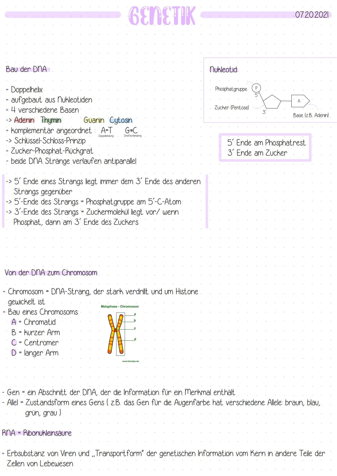 Bau der DNA:
-
Doppelhelix
aufgebaut aus nukleotiden
4 verschiedene Basen
-> Adenin Thymin
Guanin Cytosin
- komplementär angeordnet: A-T G=C