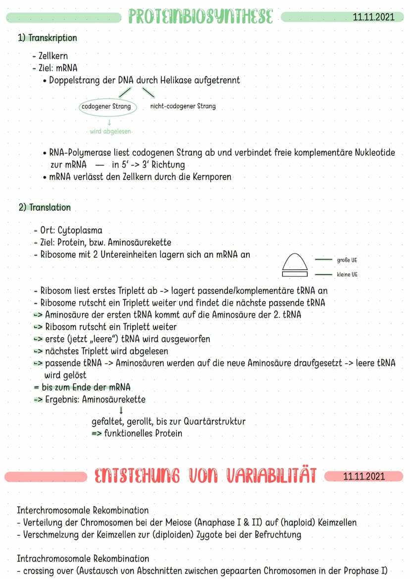 Bau der DNA:
-
Doppelhelix
aufgebaut aus nukleotiden
4 verschiedene Basen
-> Adenin Thymin
Guanin Cytosin
- komplementär angeordnet: A-T G=C