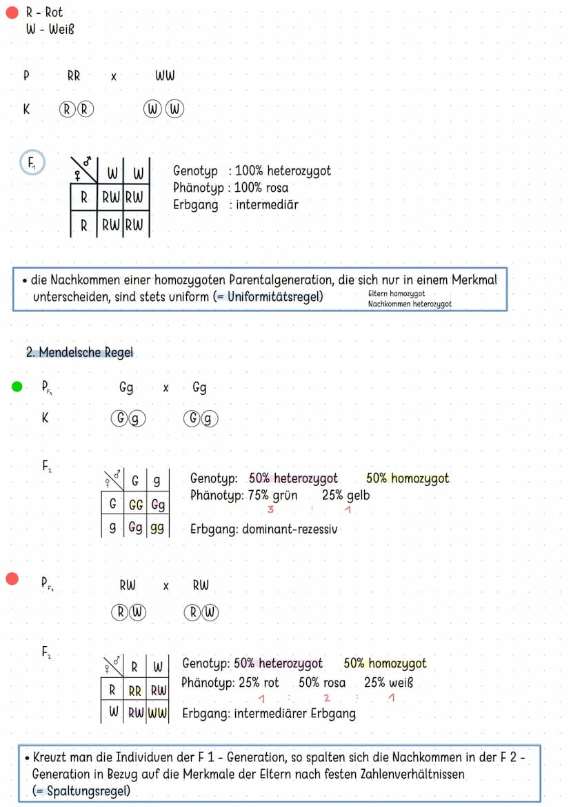 Bau der DNA:
-
Doppelhelix
aufgebaut aus nukleotiden
4 verschiedene Basen
-> Adenin Thymin
Guanin Cytosin
- komplementär angeordnet: A-T G=C