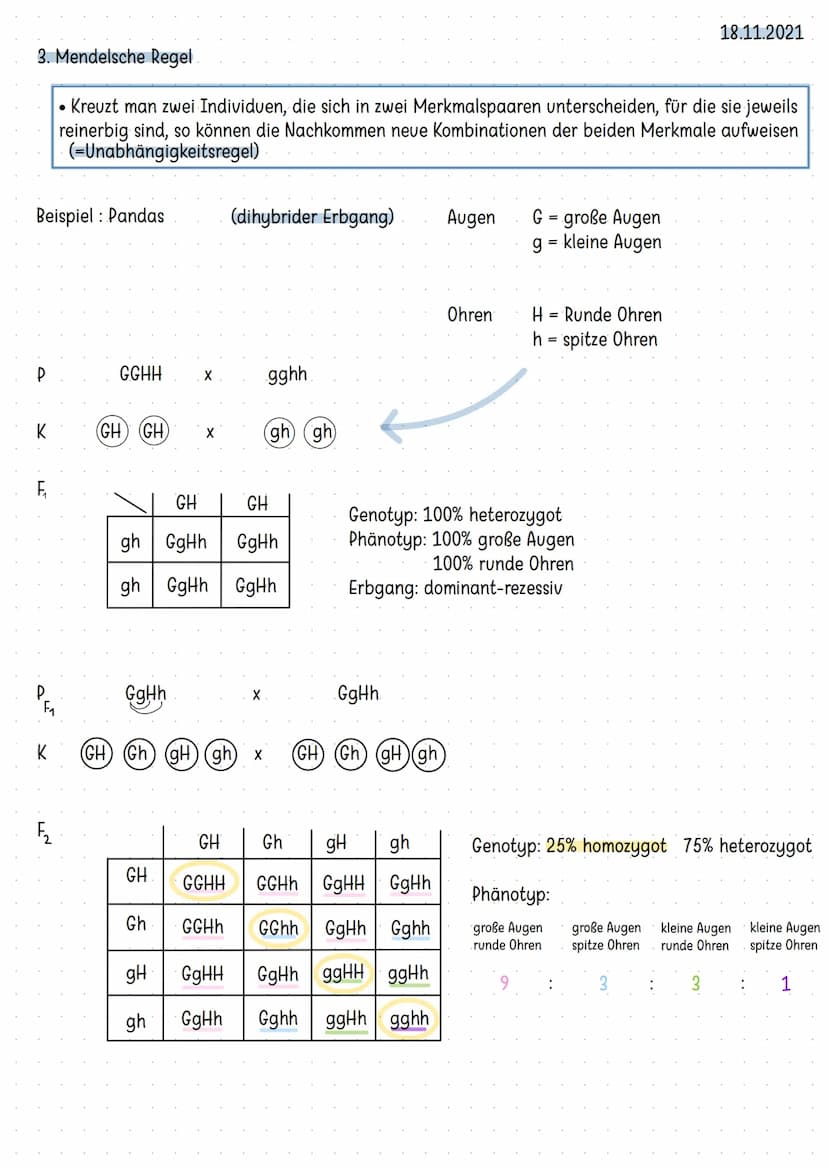 Bau der DNA:
-
Doppelhelix
aufgebaut aus nukleotiden
4 verschiedene Basen
-> Adenin Thymin
Guanin Cytosin
- komplementär angeordnet: A-T G=C