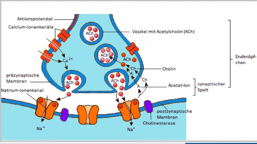 L
Nervengifte
Biologie GFS von Ayleen Poppe
Crt GLIEDERUNG
▸ Einstieg
▸ Definition Nervengifte
► Wirkungsweise von Nervengiften
▸ Nervengift