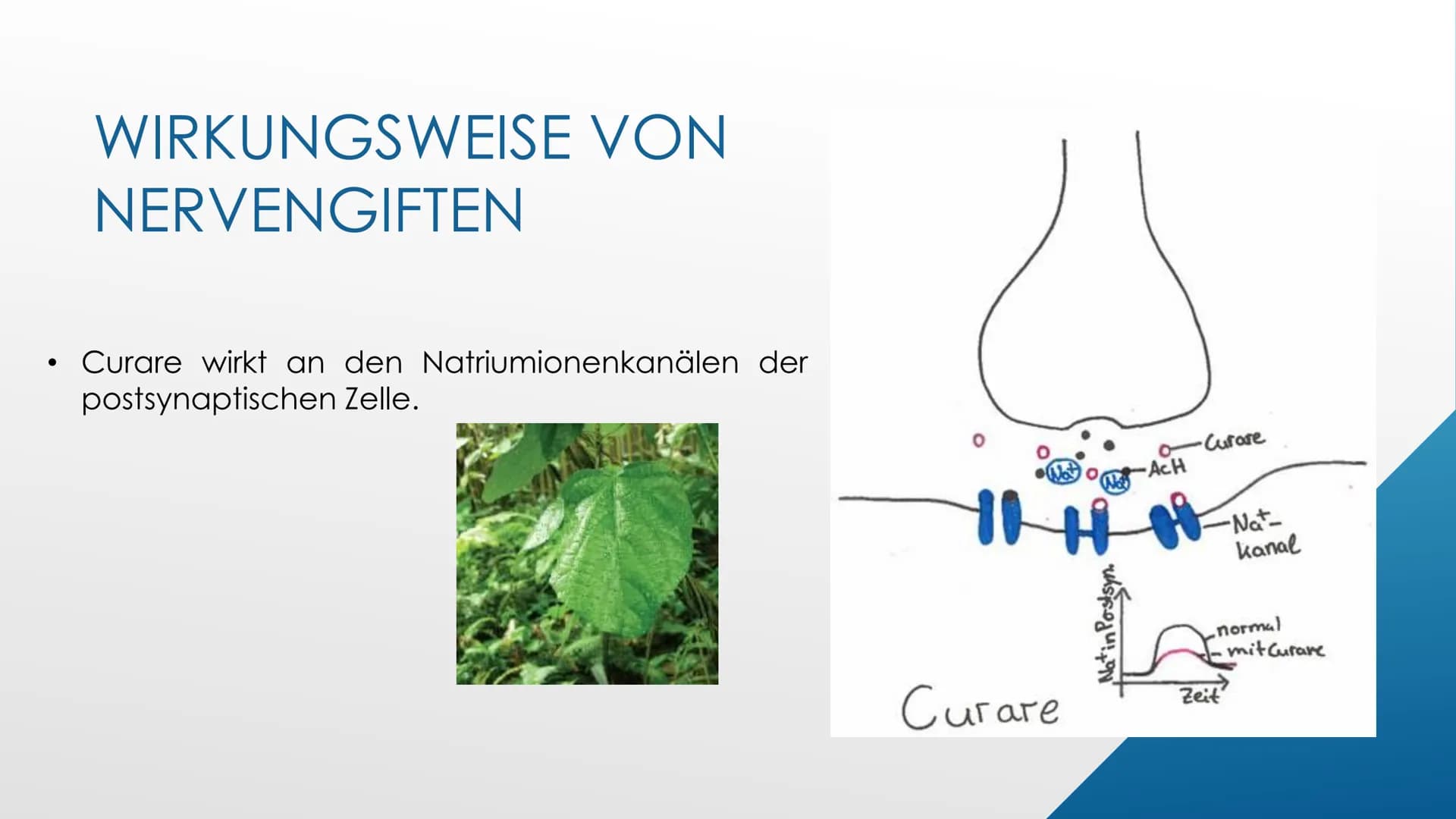 L
Nervengifte
Biologie GFS von Ayleen Poppe
Crt GLIEDERUNG
▸ Einstieg
▸ Definition Nervengifte
► Wirkungsweise von Nervengiften
▸ Nervengift