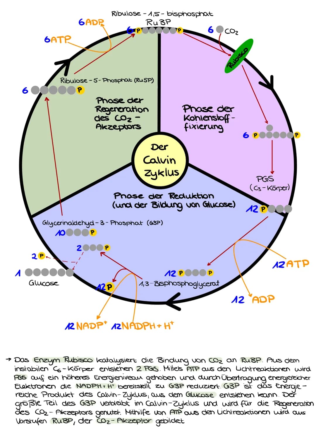 A
6ATP
6ADP
Glucose
Ribulose-5-Phosphat (Ru5P)
P
Ribulose-1,5-bisphosphat
RuBP
POOOOOP!
2
Phase der
Regeneration
des CO₂-
Akzeptors
Glycerin