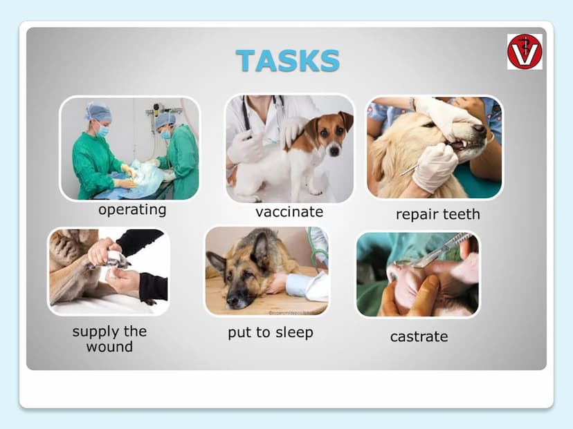 VETERINARIAN
(vet)
ERSTE HILFE tasks
where they do it
every day life
clothes
salary
requirements
university education
CONTENTS
THEME
LAYER
1