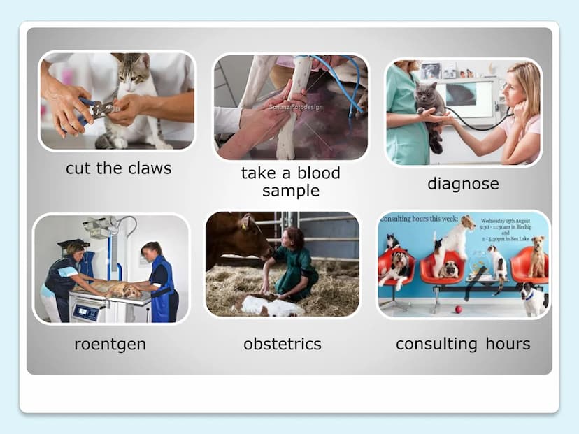 VETERINARIAN
(vet)
ERSTE HILFE tasks
where they do it
every day life
clothes
salary
requirements
university education
CONTENTS
THEME
LAYER
1