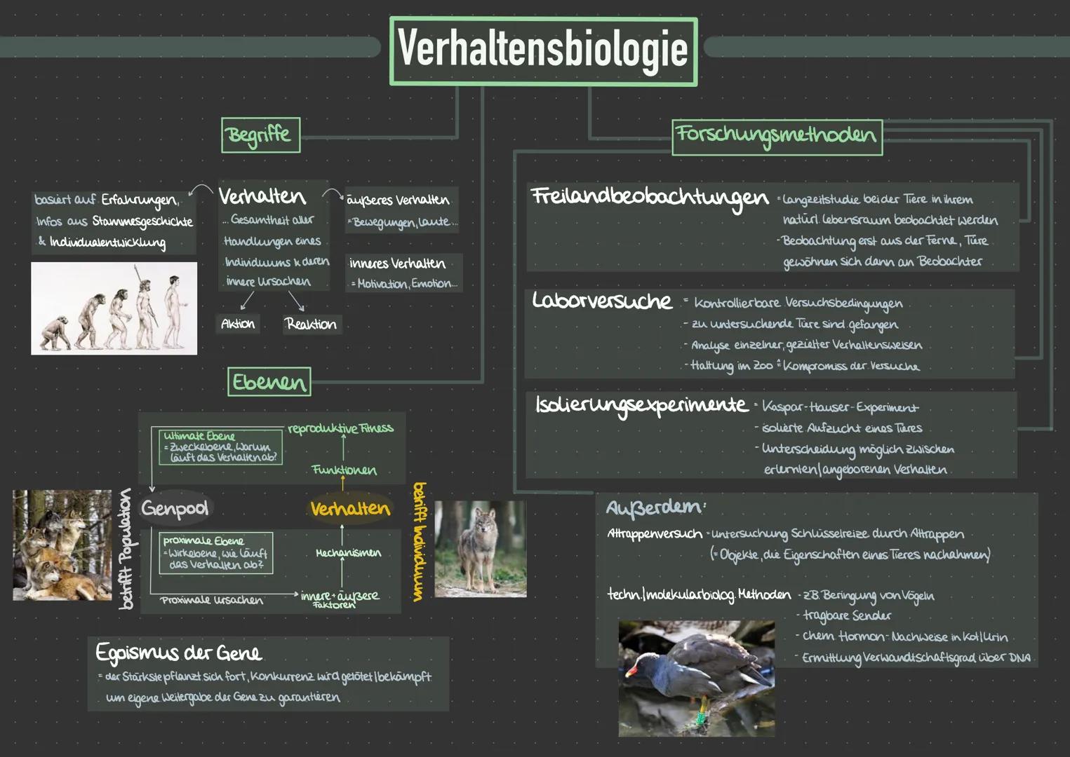 ### Begriffe

### Verhaltensbiologie

- basiert auf. Erfahrungen,
- Infos aus Stammesgeschichte
- & Individualentwicklung

### Verhalten

- 