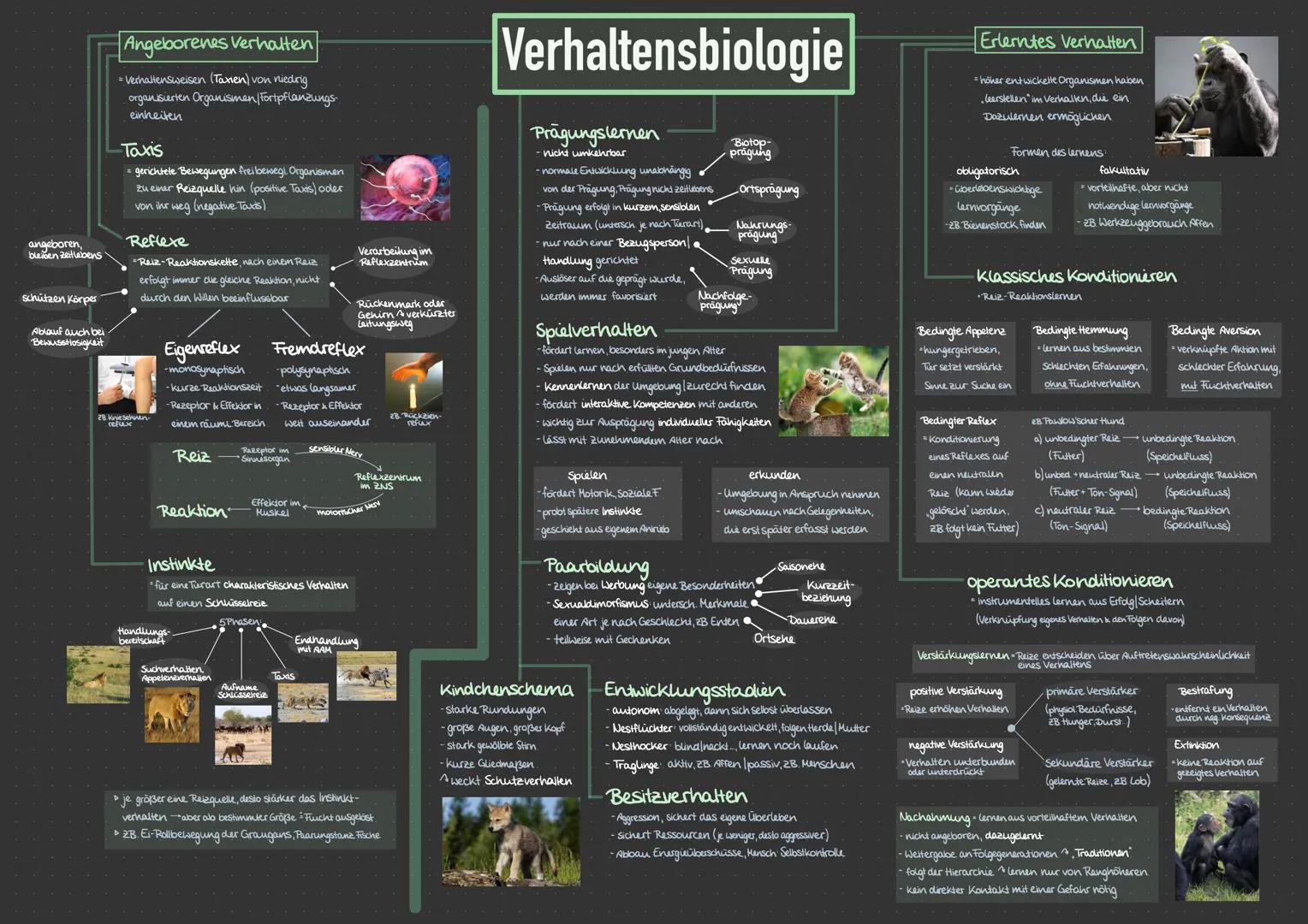 ### Begriffe

### Verhaltensbiologie

- basiert auf. Erfahrungen,
- Infos aus Stammesgeschichte
- & Individualentwicklung

### Verhalten

- 