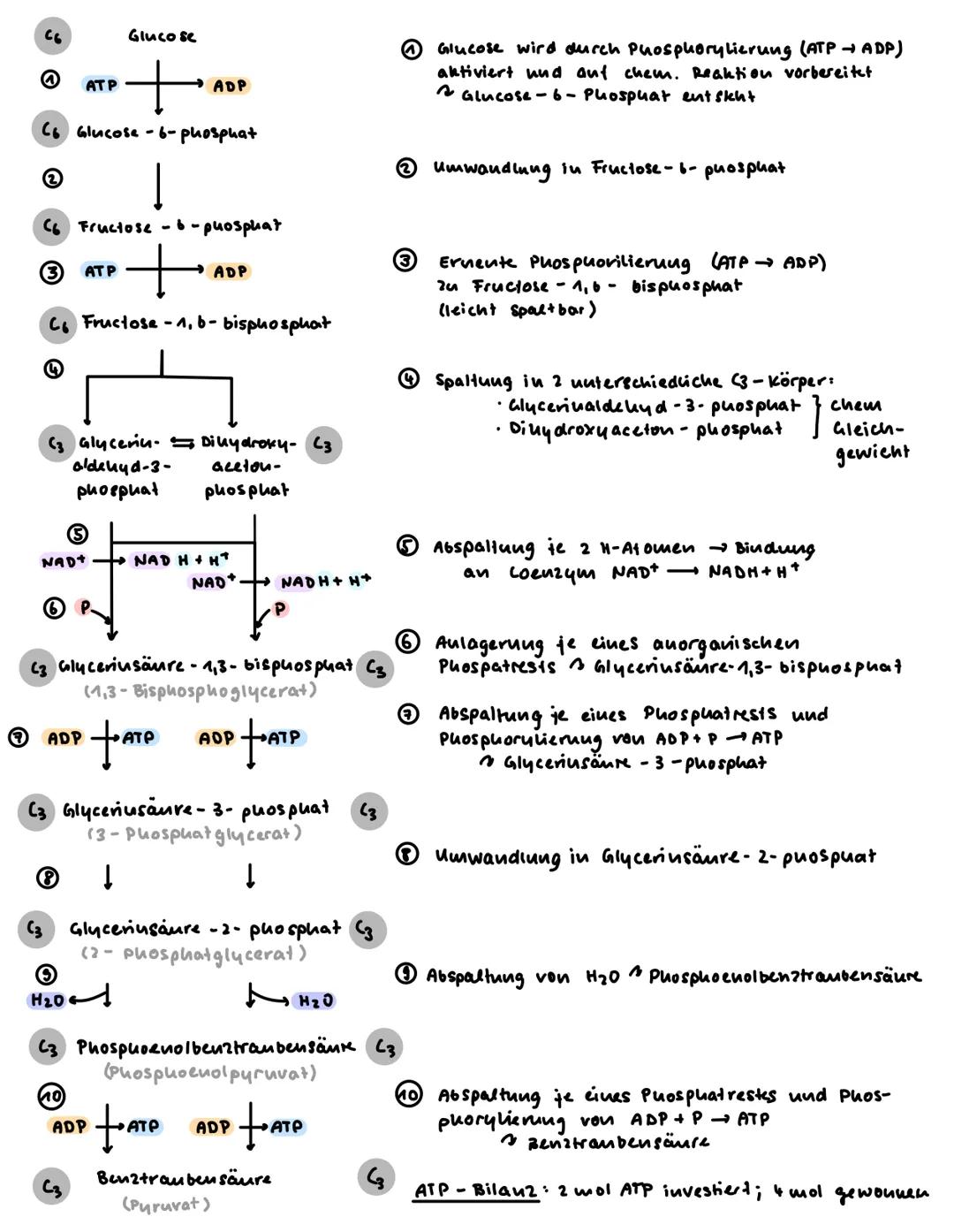 5.1.2 Überblick - Zell atmung
Ziel: Aerober Abbau von kohlenhydraten zur Energiegewinnung
Grundprinzipien:
2
(A) chemische Grundlagen: Elekt