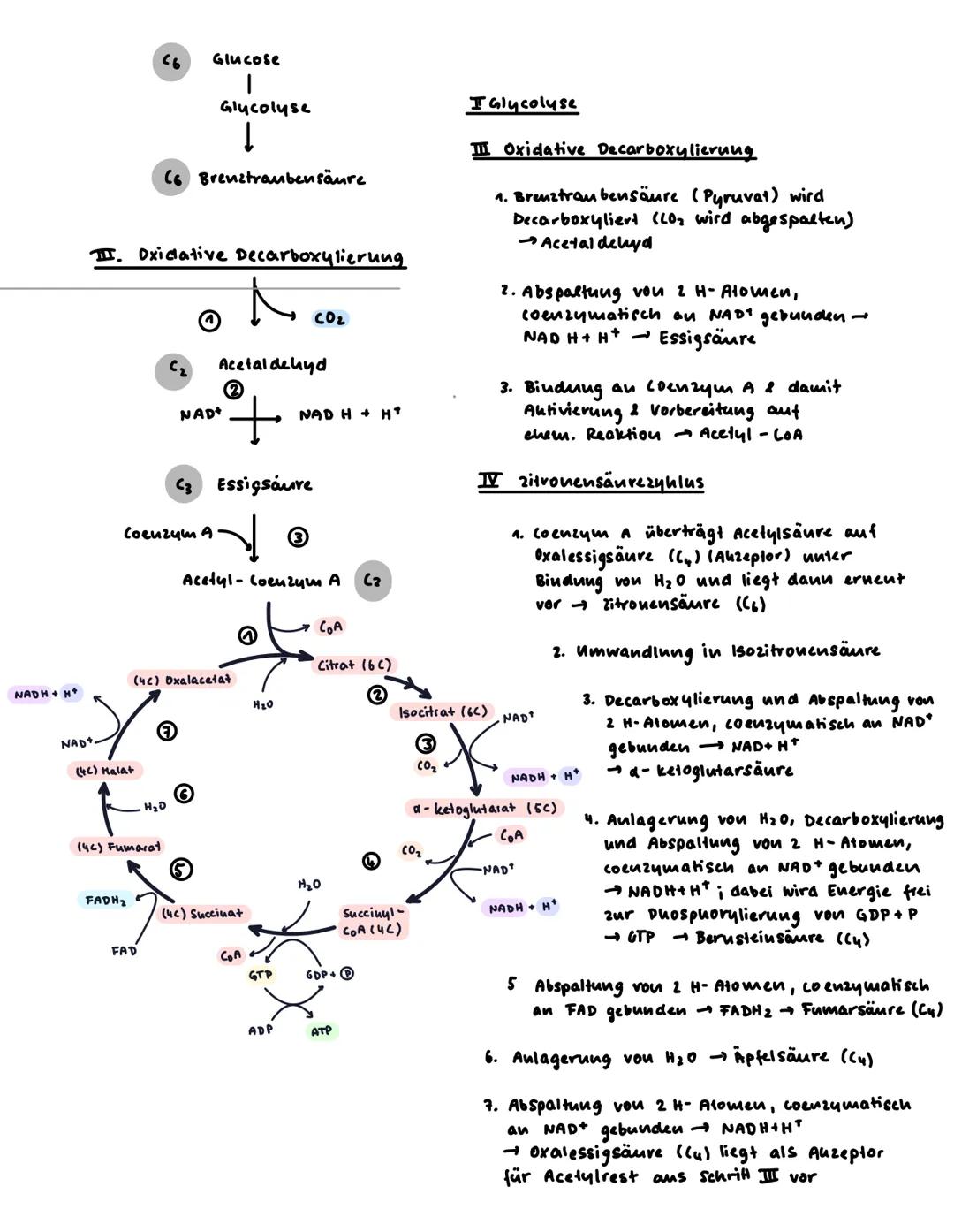 5.1.2 Überblick - Zell atmung
Ziel: Aerober Abbau von kohlenhydraten zur Energiegewinnung
Grundprinzipien:
2
(A) chemische Grundlagen: Elekt