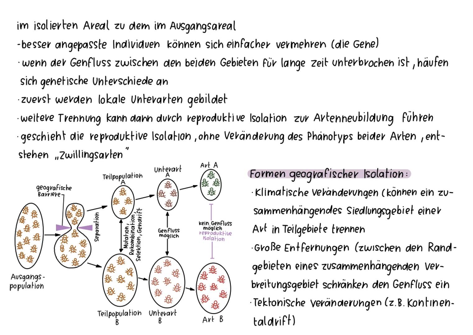 Synthetische Evolutions theorie
·basierend auf Darwins Selektionstheorie; erweitert um Erkenntnisse aus anderen biologischen Bereichen
Ander