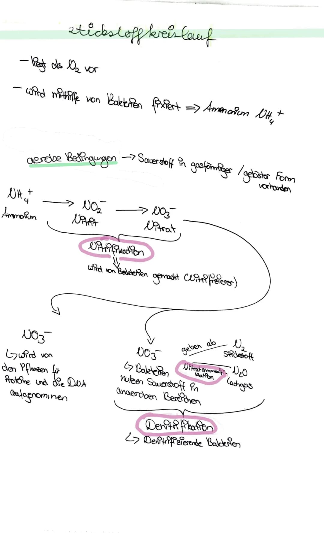 stickstoff kreislauf
- Regt als 0₂ vor
- wird mithilfe von Bakterien fixiert => Ammonium NH, +
aerobe Bedingungen
WH₂+
Ammonium
No₂
Vitrit
-