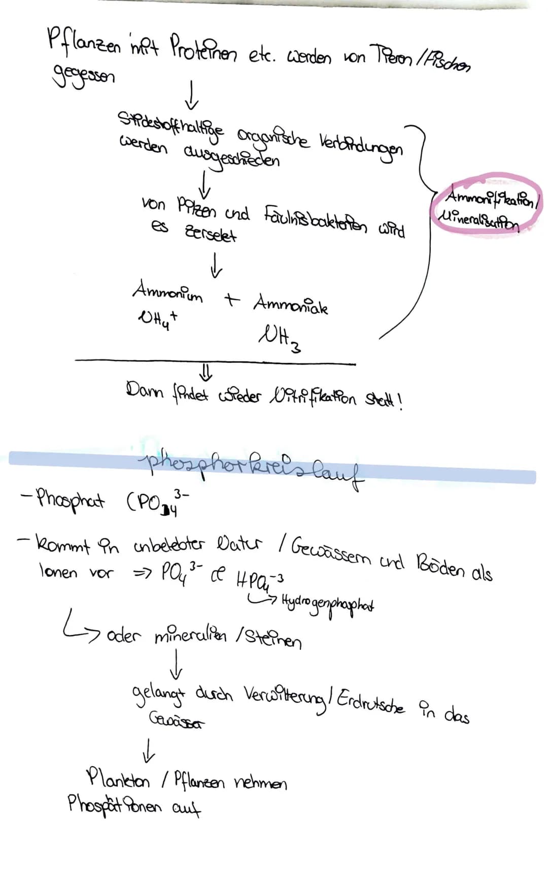 stickstoff kreislauf
- Regt als 0₂ vor
- wird mithilfe von Bakterien fixiert => Ammonium NH, +
aerobe Bedingungen
WH₂+
Ammonium
No₂
Vitrit
-
