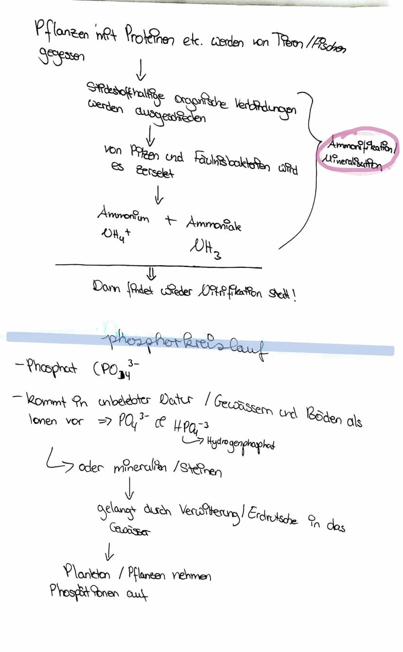 stickstoff kreislauf
- Regt als 0₂ vor
- wird mithilfe von Bakterien fixiert => Ammonium NH, +
aerobe Bedingungen
WH₂+
Ammonium
No₂
Vitrit
-