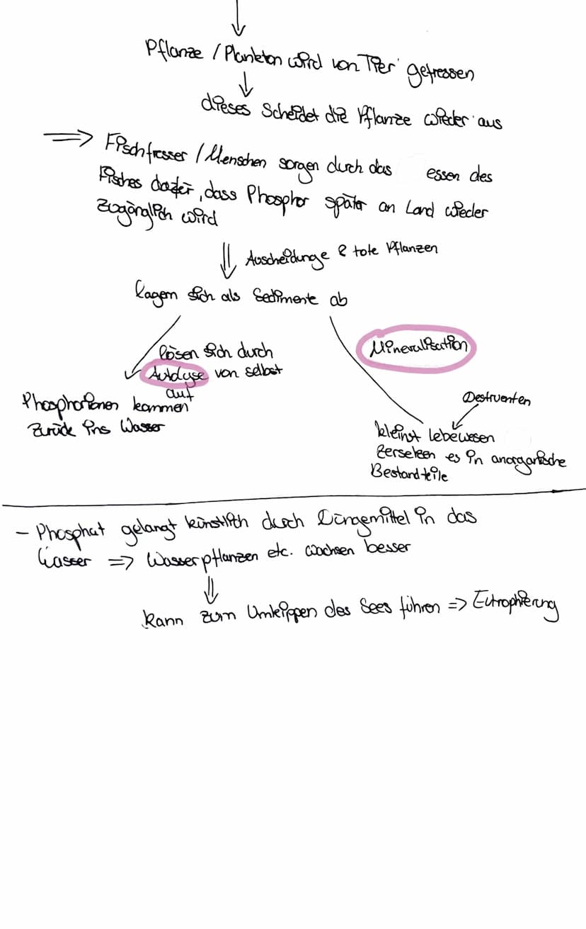 stickstoff kreislauf
- Regt als 0₂ vor
- wird mithilfe von Bakterien fixiert => Ammonium NH, +
aerobe Bedingungen
WH₂+
Ammonium
No₂
Vitrit
-