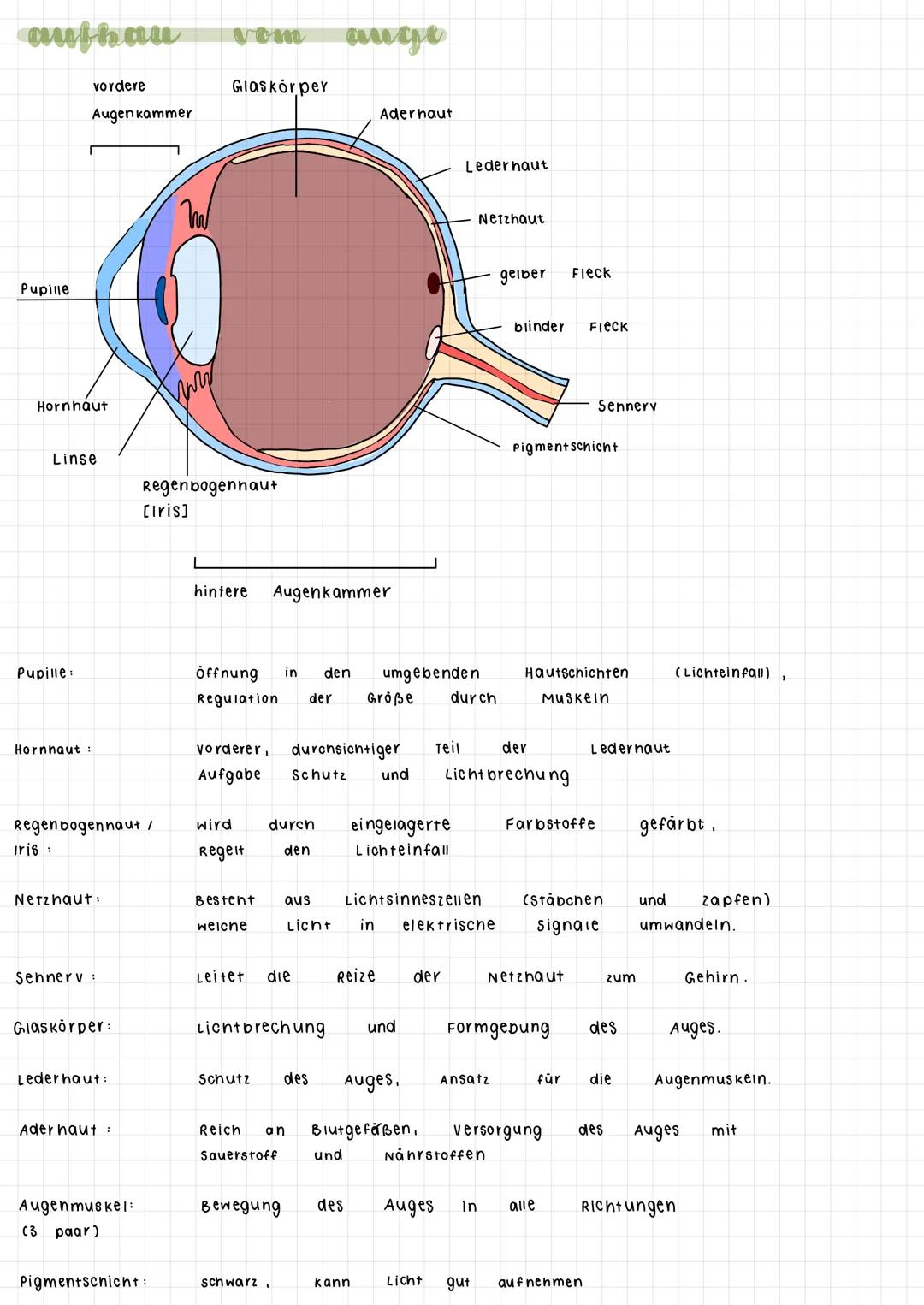 authau
Pupille
Hornhaut
Pupille:
vordere
Hornhaut :
Augenkammer
Linse
Iris
Regenbogennaut /
Netzhaut:
Sehnerv :
Glaskörper:
Lederhaut:
Ader 