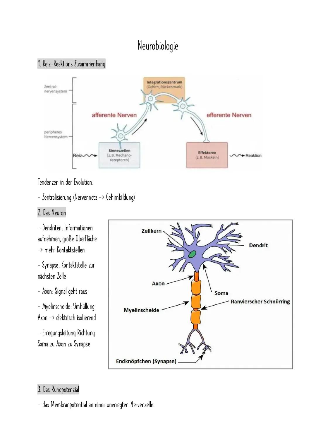 Neurobiologie Abi 2023