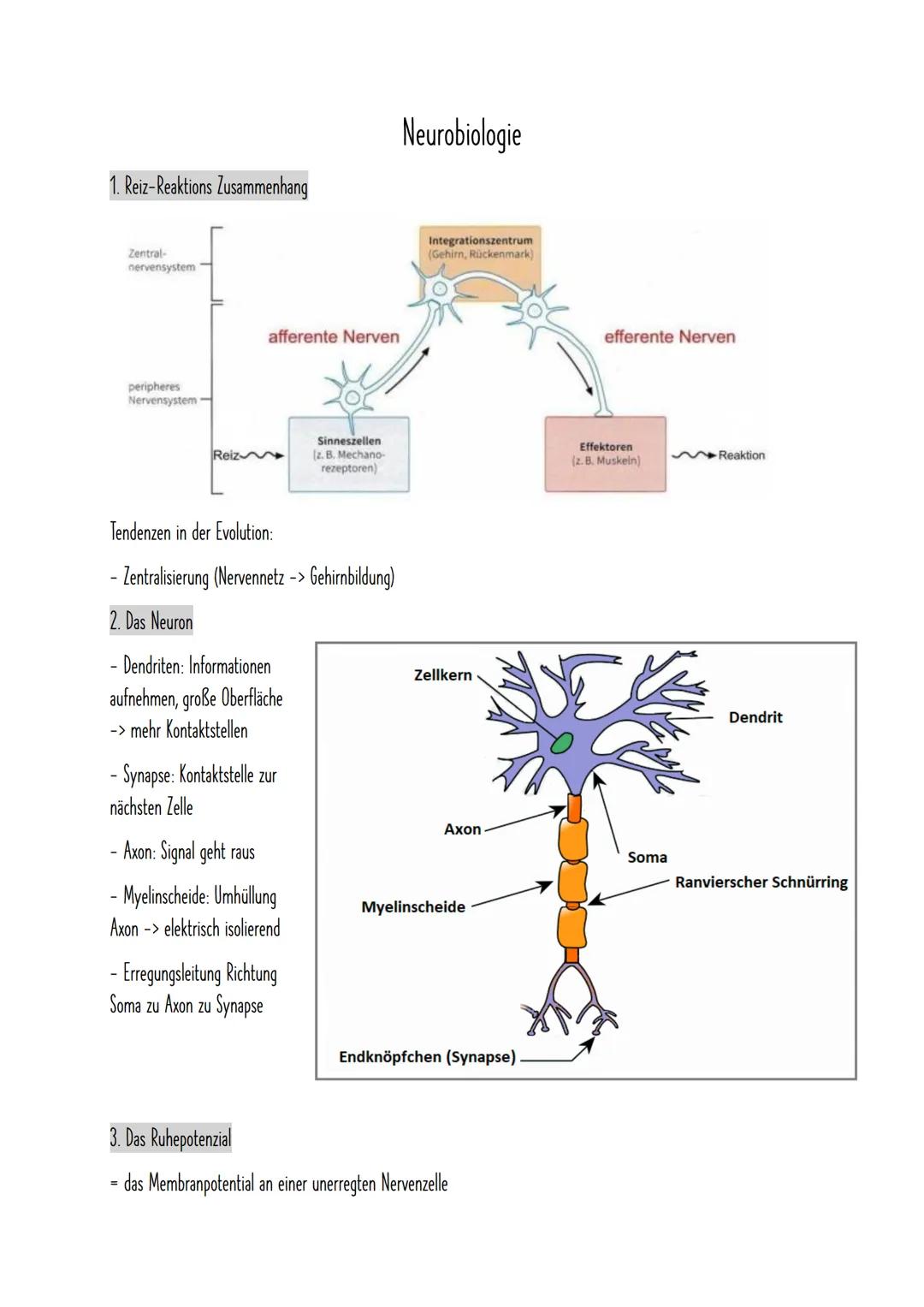 1. Reiz-Reaktions Zusammenhang
Zentral-
nervensystem
peripheres
Nervensystem
Reiz
afferente Nerven
Tendenzen in der Evolution:
- Zentralisie