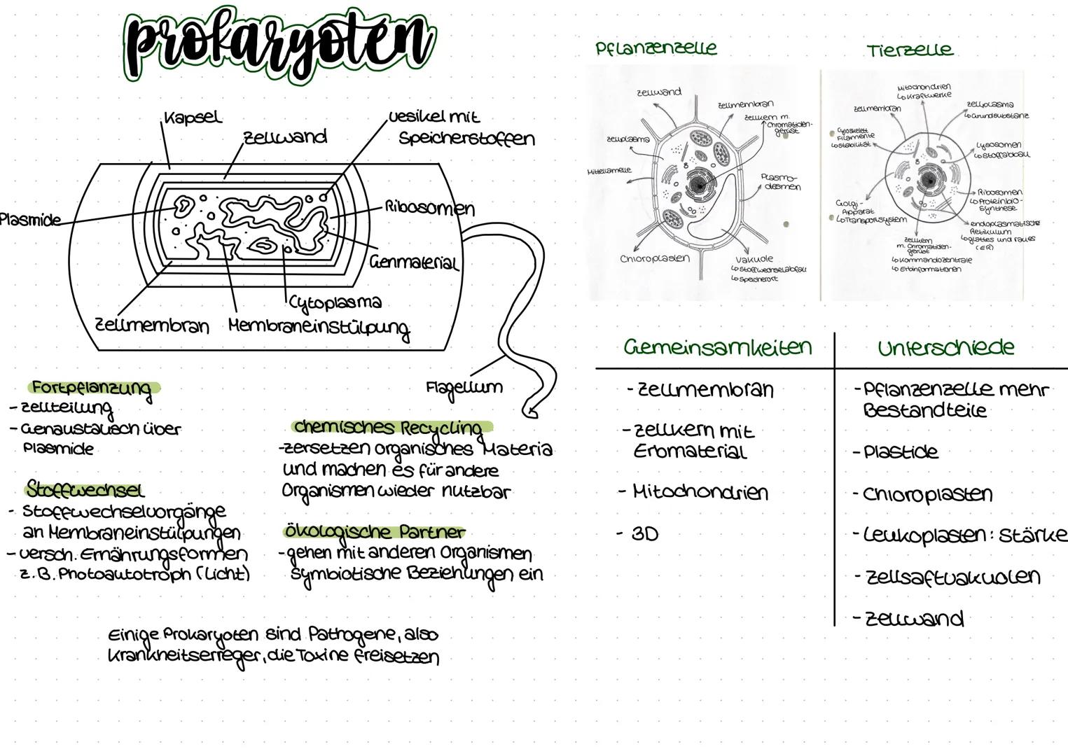 a) Merkmale des Lebendigem
Organisationsformen (Herz, Arterien...)
Homöostase (Schließzellen)
-Energienutzung
-Fortpflanzung
-Wachstum & Dif