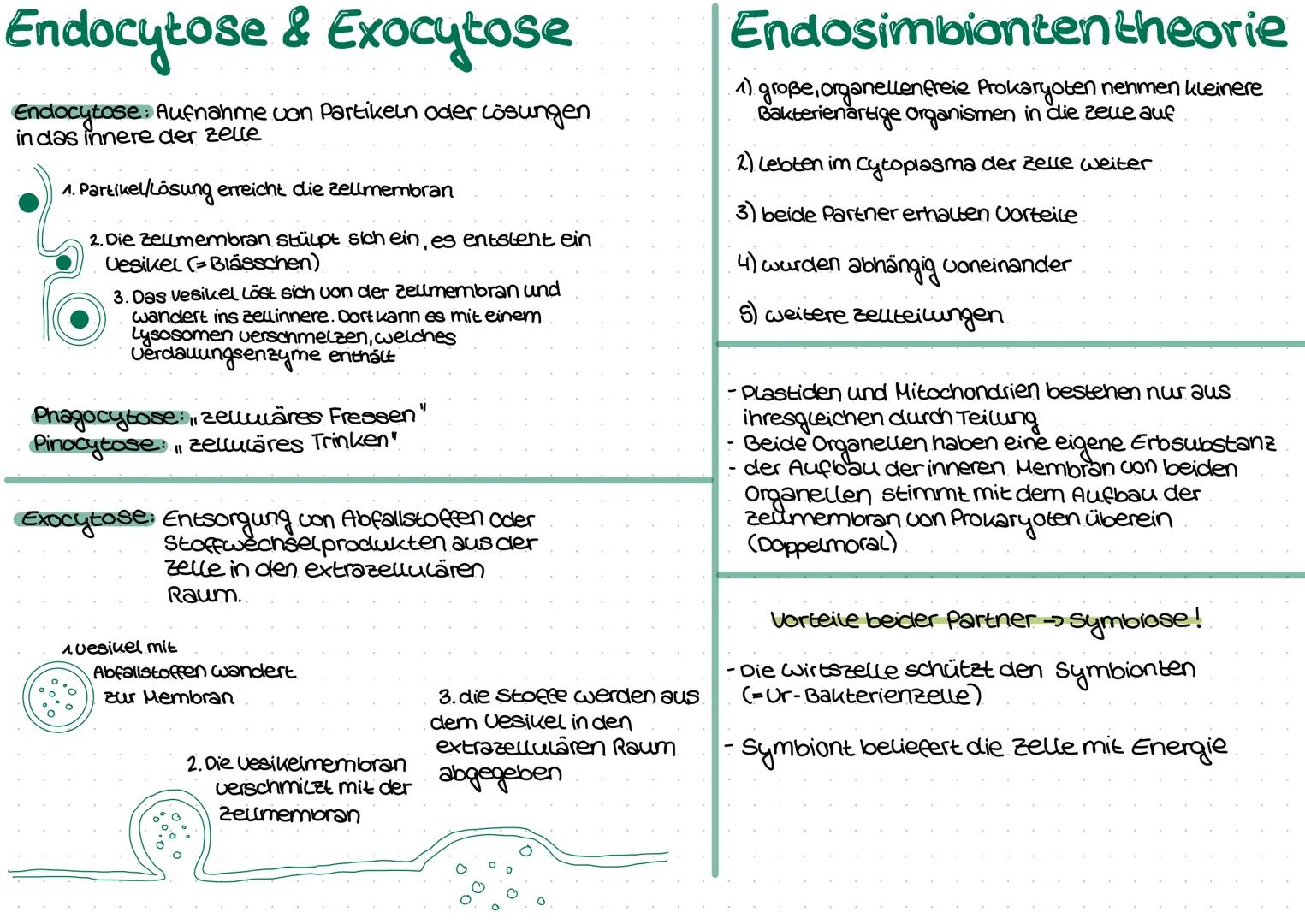 a) Merkmale des Lebendigem
Organisationsformen (Herz, Arterien...)
Homöostase (Schließzellen)
-Energienutzung
-Fortpflanzung
-Wachstum & Dif