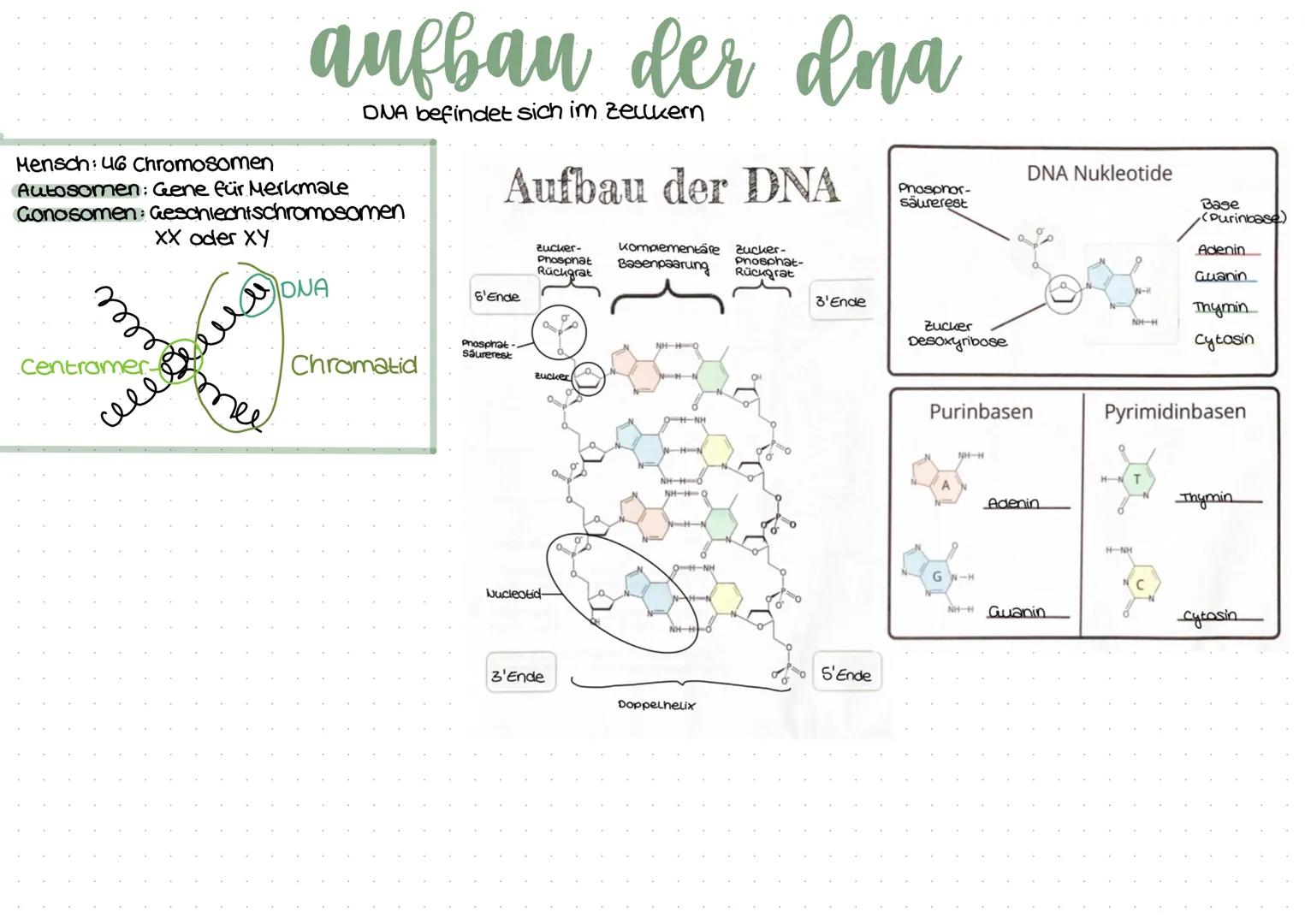 a) Merkmale des Lebendigem
Organisationsformen (Herz, Arterien...)
Homöostase (Schließzellen)
-Energienutzung
-Fortpflanzung
-Wachstum & Dif