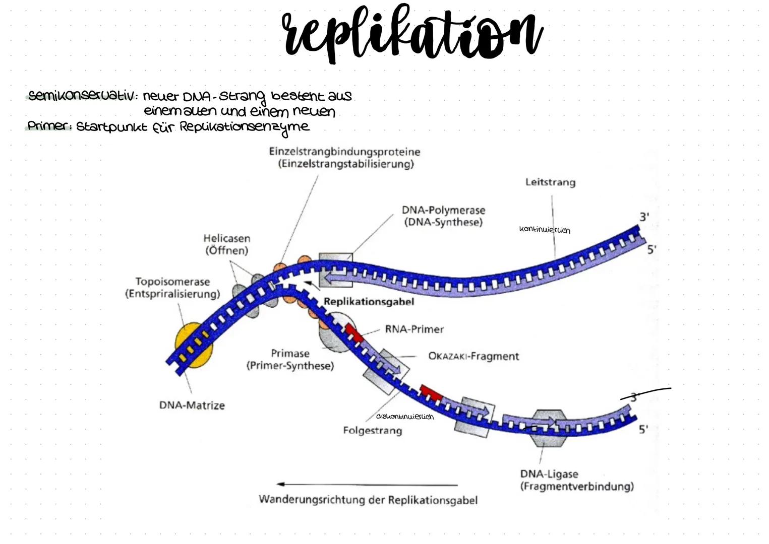a) Merkmale des Lebendigem
Organisationsformen (Herz, Arterien...)
Homöostase (Schließzellen)
-Energienutzung
-Fortpflanzung
-Wachstum & Dif