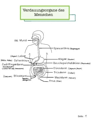 Know Gastrointestinal-/ Verdauungstrakt  thumbnail