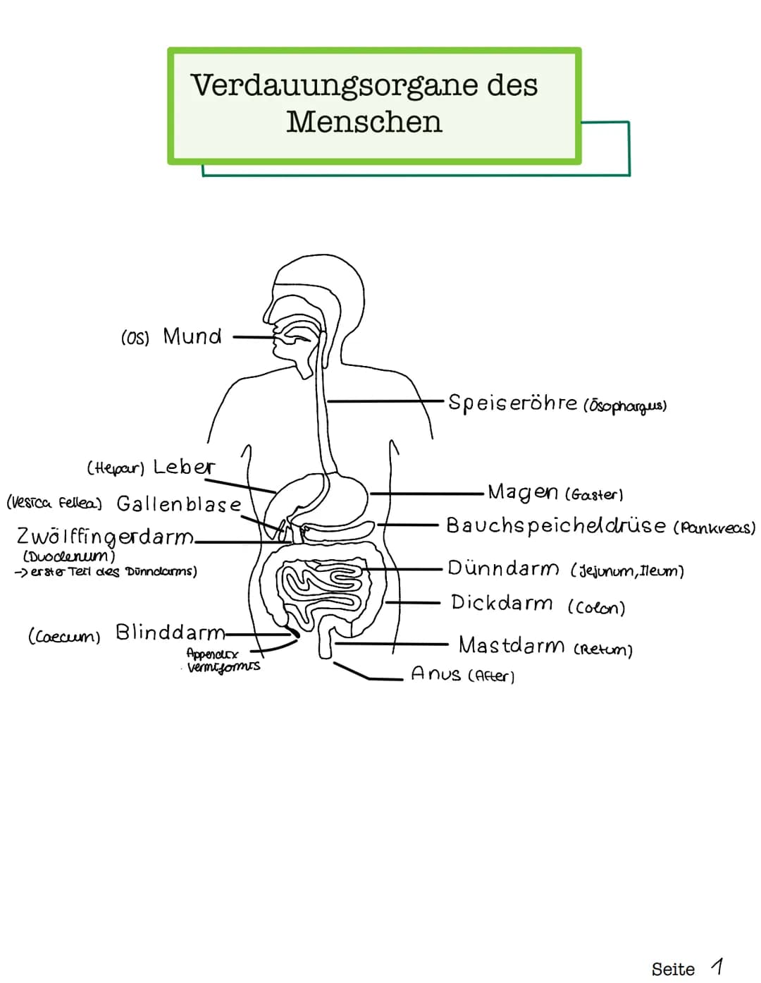 Verdauungsorgane des
Menschen
(Os) Mund
(Hepar) Leber
(vesica fellea) Gallenblase
Zwölffingerdarm.
(Duodenum)
-> erster Teil des Dünndarms)
