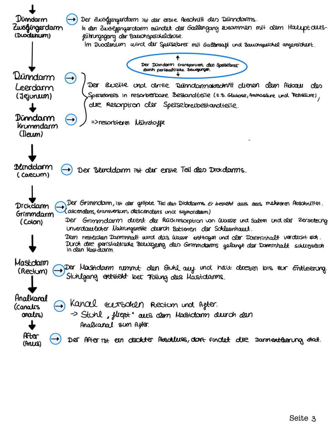 Verdauungsorgane des
Menschen
(Os) Mund
(Hepar) Leber
(vesica fellea) Gallenblase
Zwölffingerdarm.
(Duodenum)
-> erster Teil des Dünndarms)
