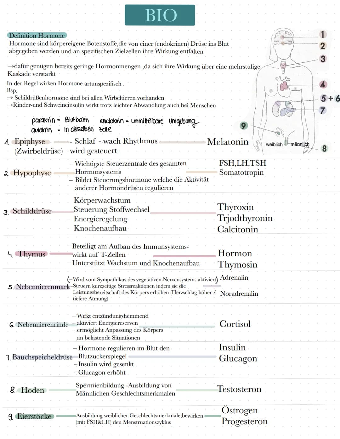 BIO
Definition Hormone
Hormone sind körpereigene Botenstoffe, die von einer (endokrinen) Drüse ins Blut
abgegeben werden und an spezifischen