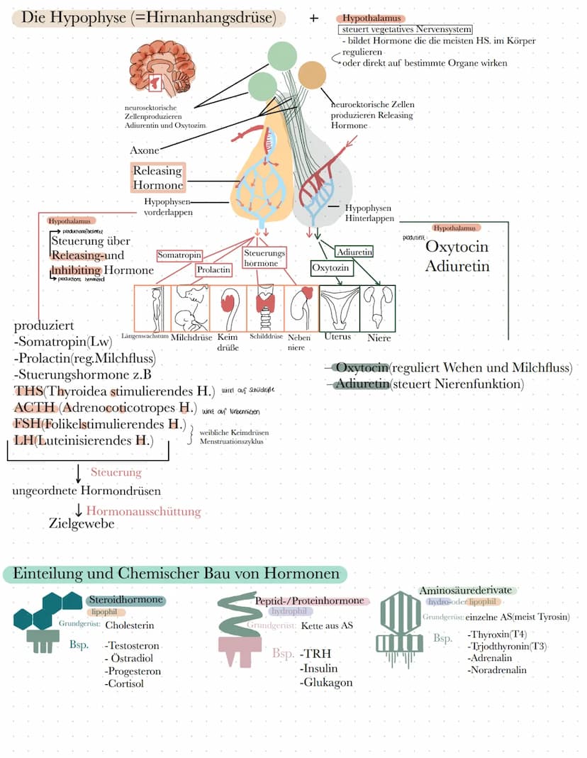 BIO
Definition Hormone
Hormone sind körpereigene Botenstoffe, die von einer (endokrinen) Drüse ins Blut
abgegeben werden und an spezifischen