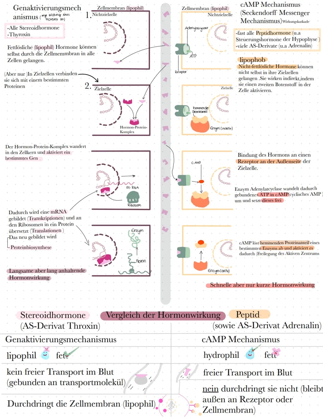BIO
Definition Hormone
Hormone sind körpereigene Botenstoffe, die von einer (endokrinen) Drüse ins Blut
abgegeben werden und an spezifischen