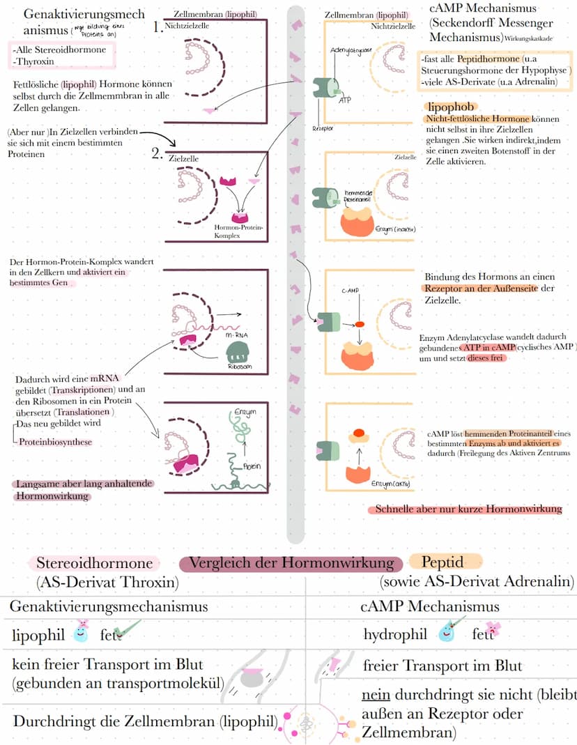 BIO
Definition Hormone
Hormone sind körpereigene Botenstoffe, die von einer (endokrinen) Drüse ins Blut
abgegeben werden und an spezifischen