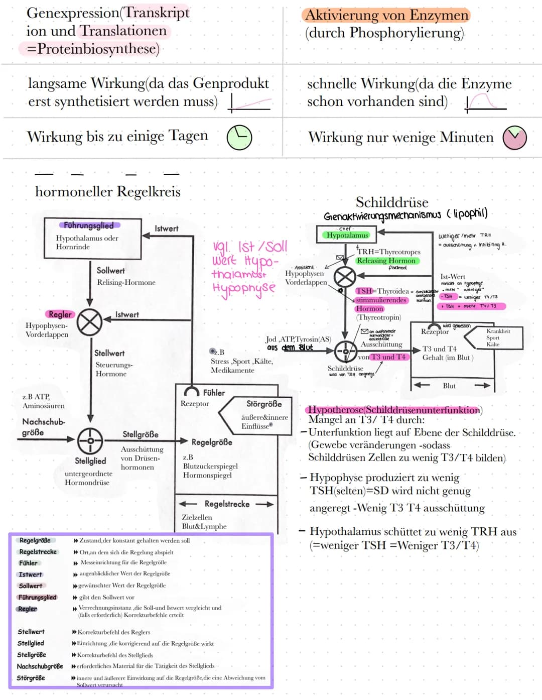 BIO
Definition Hormone
Hormone sind körpereigene Botenstoffe, die von einer (endokrinen) Drüse ins Blut
abgegeben werden und an spezifischen