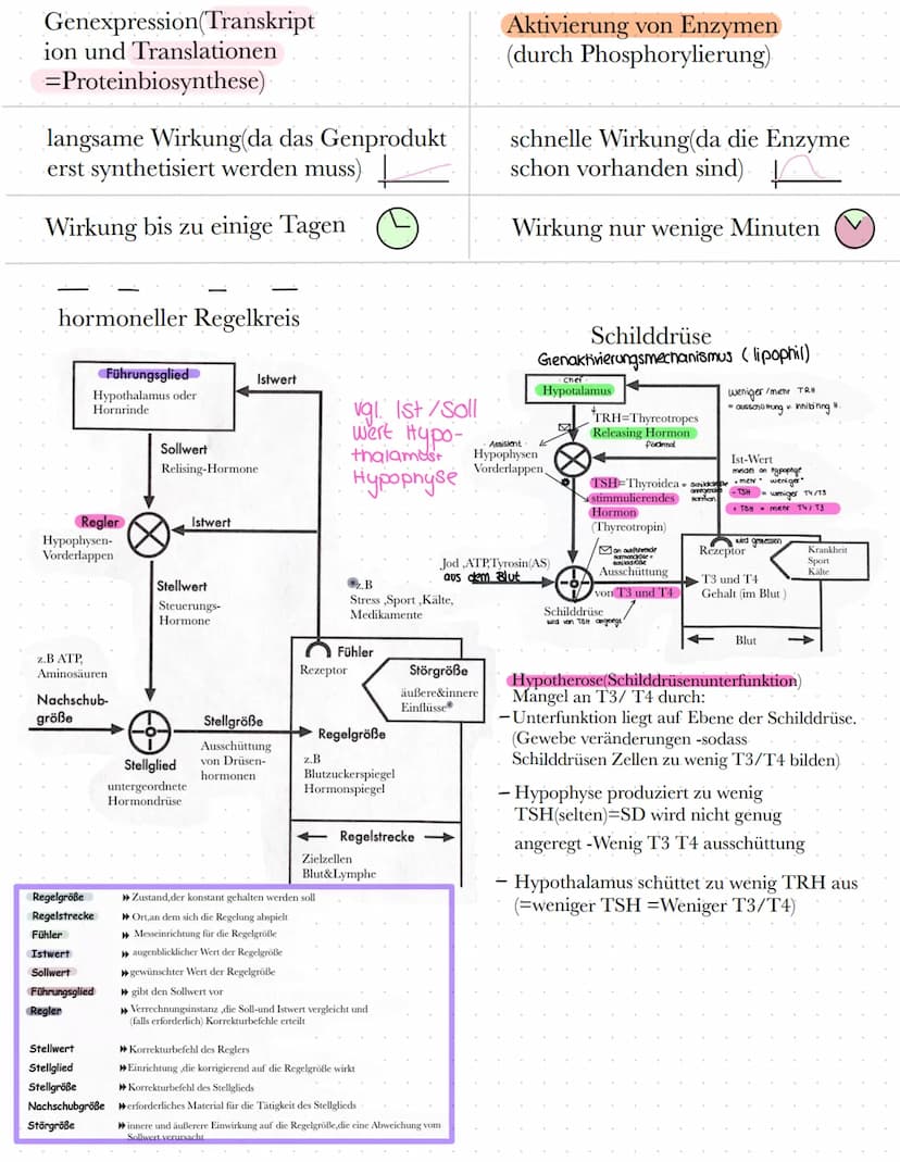BIO
Definition Hormone
Hormone sind körpereigene Botenstoffe, die von einer (endokrinen) Drüse ins Blut
abgegeben werden und an spezifischen