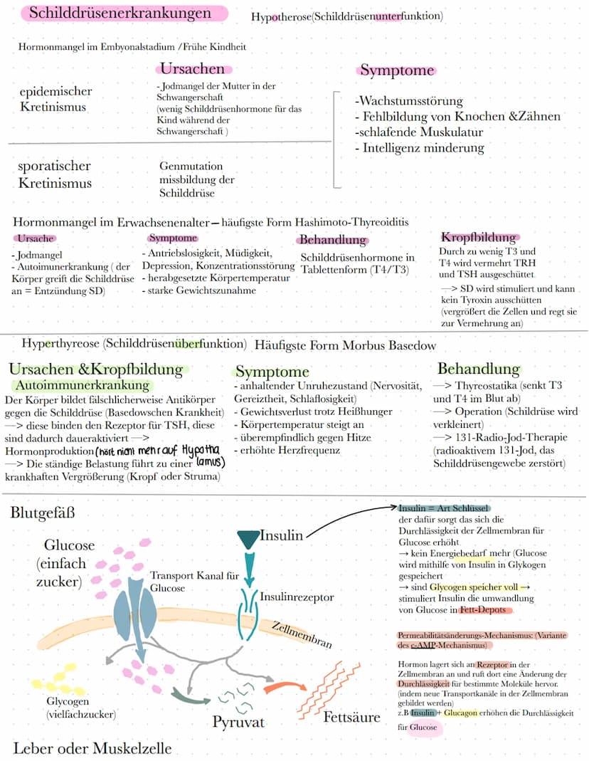 BIO
Definition Hormone
Hormone sind körpereigene Botenstoffe, die von einer (endokrinen) Drüse ins Blut
abgegeben werden und an spezifischen