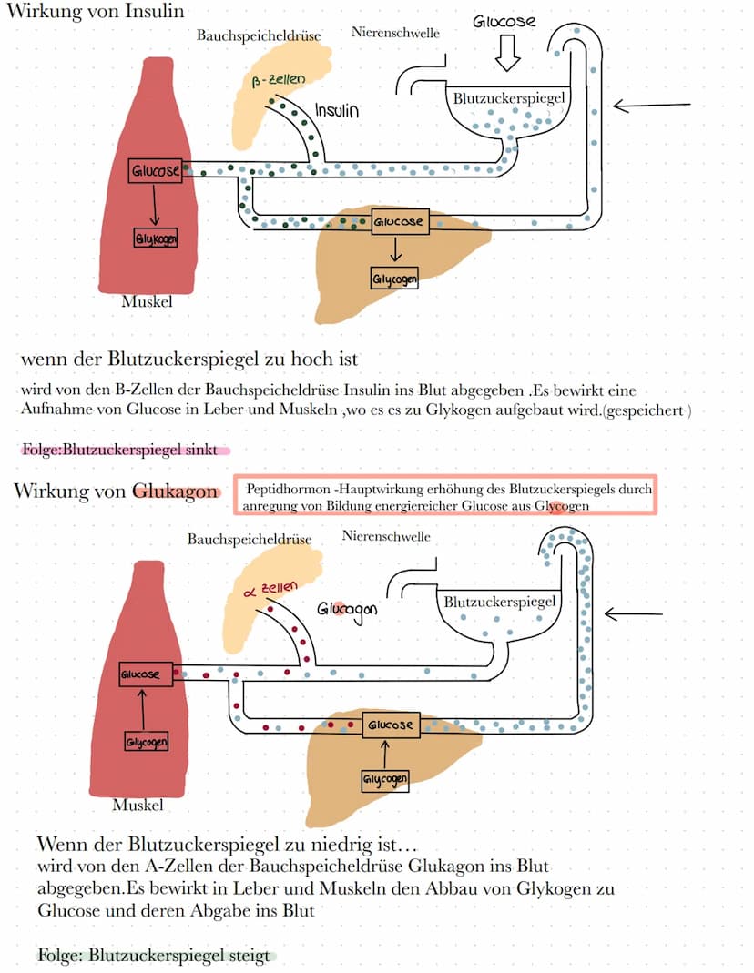 BIO
Definition Hormone
Hormone sind körpereigene Botenstoffe, die von einer (endokrinen) Drüse ins Blut
abgegeben werden und an spezifischen