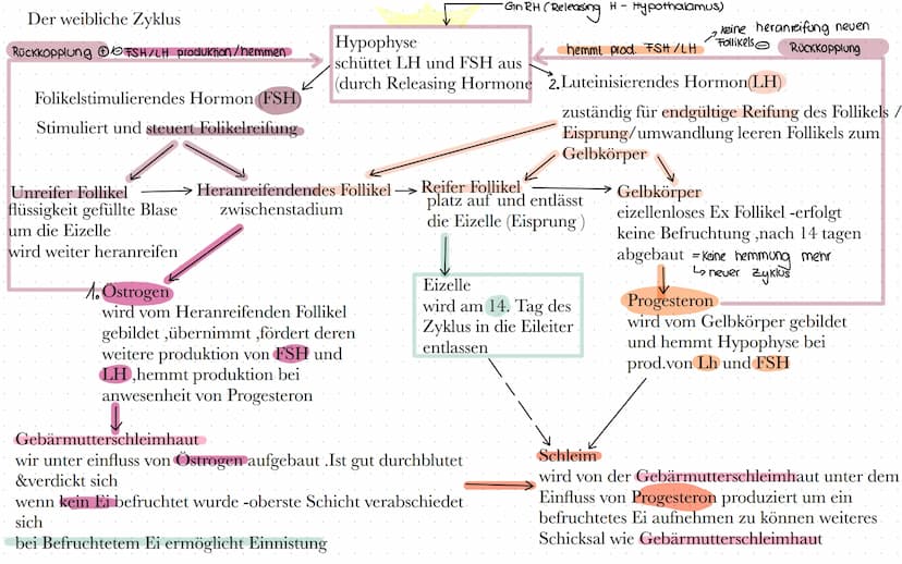 BIO
Definition Hormone
Hormone sind körpereigene Botenstoffe, die von einer (endokrinen) Drüse ins Blut
abgegeben werden und an spezifischen