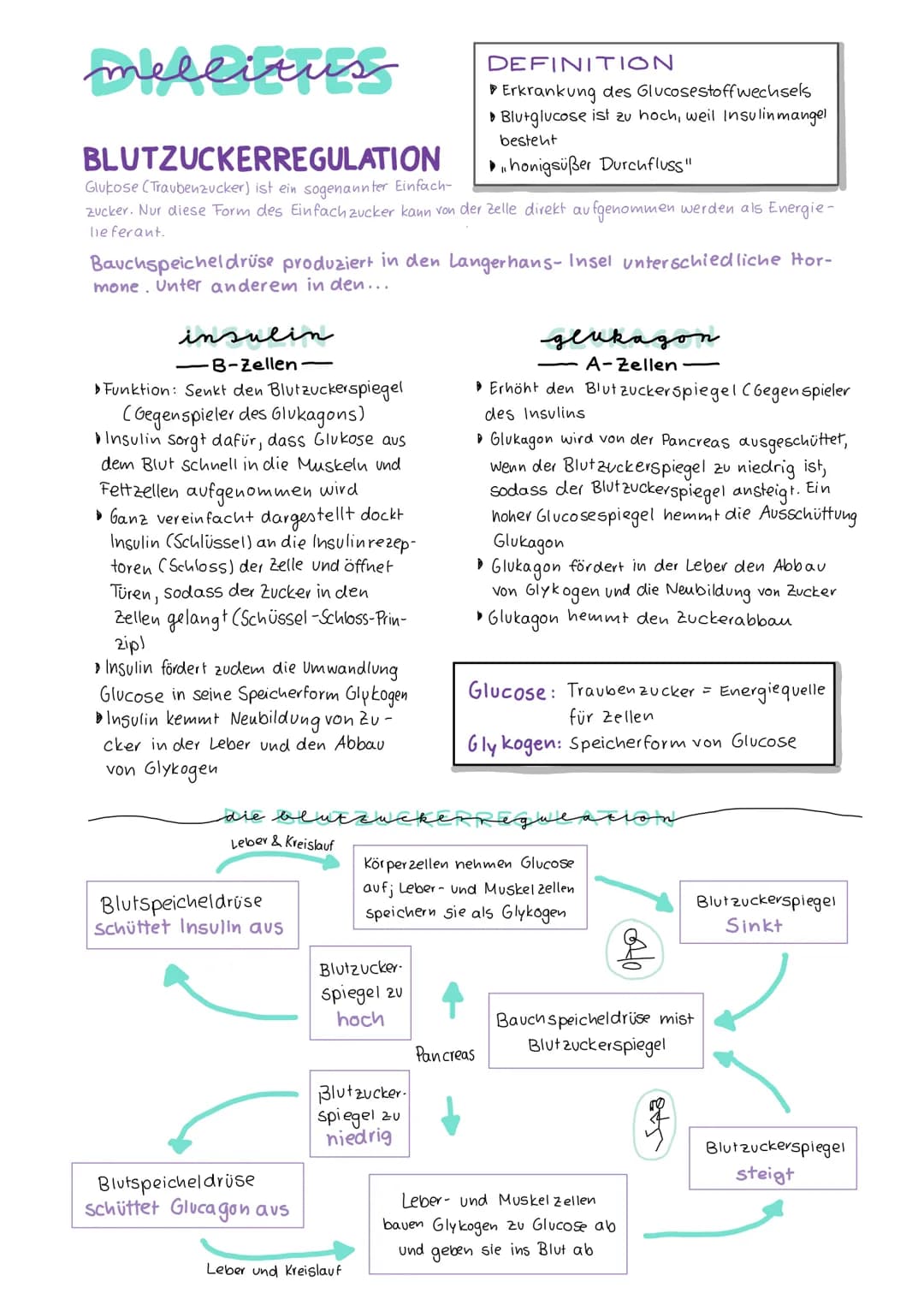 mellitus
BLUTZUCKERREGULATION
Glukose (Traubenzucker) ist ein sogenannter Einfach-
zucker. Nur diese Form des Einfach zucker kann von der Ze