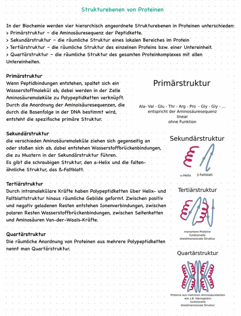 Enzymatík
Klausur Checkliste Biologie-Klausur / Mai 2021
Inhalte der Klausur:
Enzymen als Biokatalysatoren
Bau von Enzymen, Kenntnisse von d