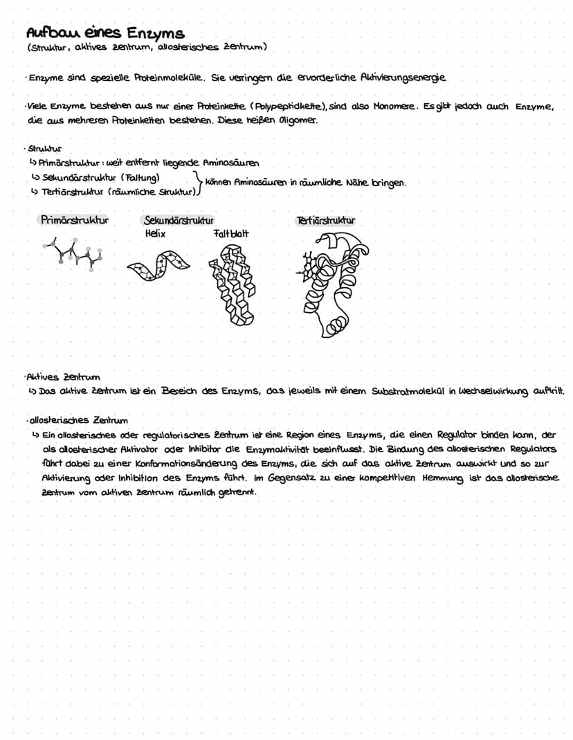 Proteine
Insgesamt sind 25 verschiedene Aminosäuren bekannt. Ein Protein besteht aus mindestens 300 Aminosäuren die
sich in der Anordnung un