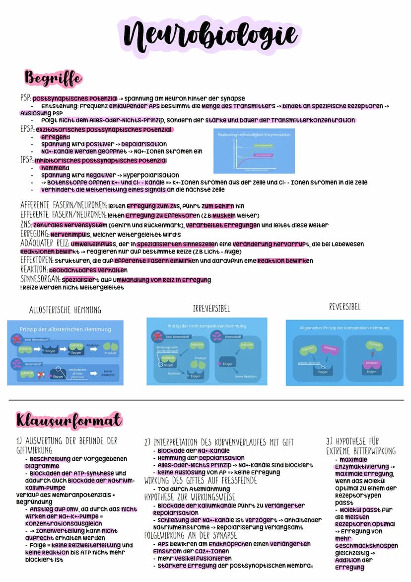 Biologie Abitur
2023 Neurobiologie
Bau und Funktion der Nervenzelle/Neuron
-> verantwortlich für die wahrnehmung und
weiterleitung von Reize