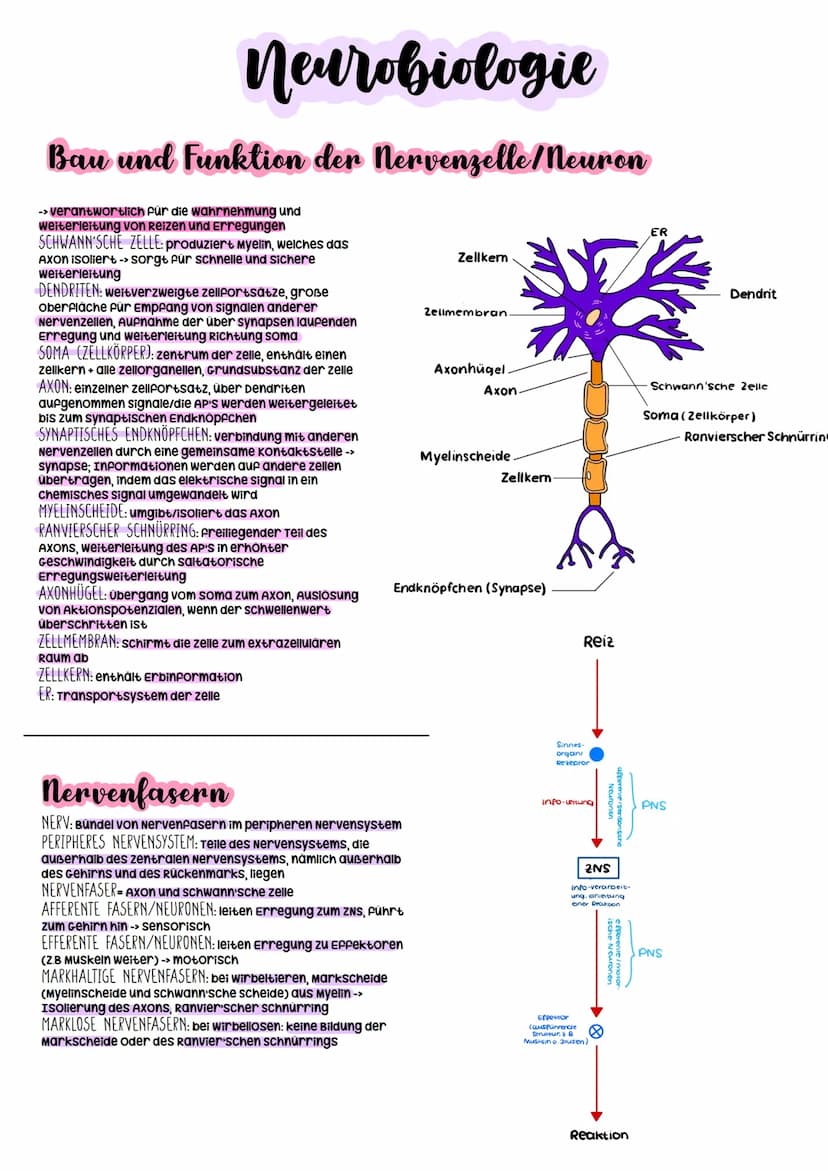 Biologie Abitur
2023 Neurobiologie
Bau und Funktion der Nervenzelle/Neuron
-> verantwortlich für die wahrnehmung und
weiterleitung von Reize