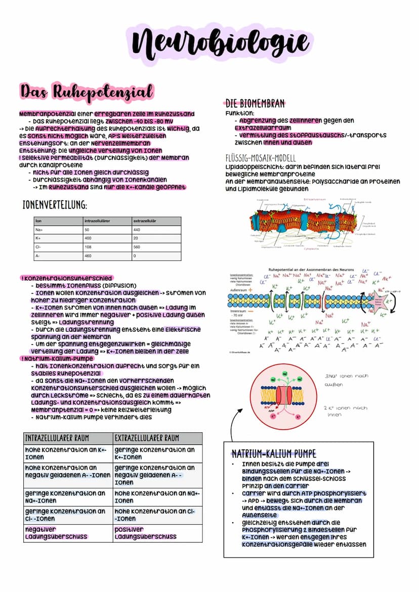 Biologie Abitur
2023 Neurobiologie
Bau und Funktion der Nervenzelle/Neuron
-> verantwortlich für die wahrnehmung und
weiterleitung von Reize