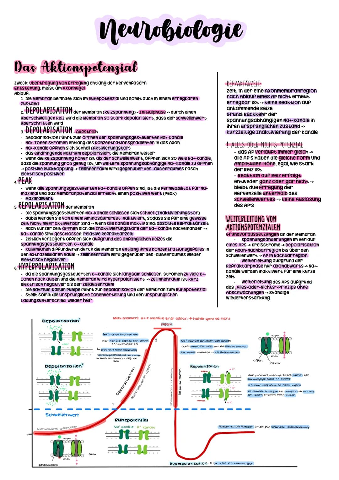 Biologie Abitur
2023 Neurobiologie
Bau und Funktion der Nervenzelle/Neuron
-> verantwortlich für die wahrnehmung und
weiterleitung von Reize