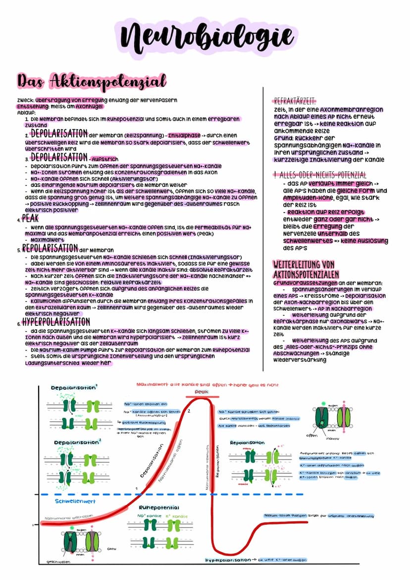 Biologie Abitur
2023 Neurobiologie
Bau und Funktion der Nervenzelle/Neuron
-> verantwortlich für die wahrnehmung und
weiterleitung von Reize