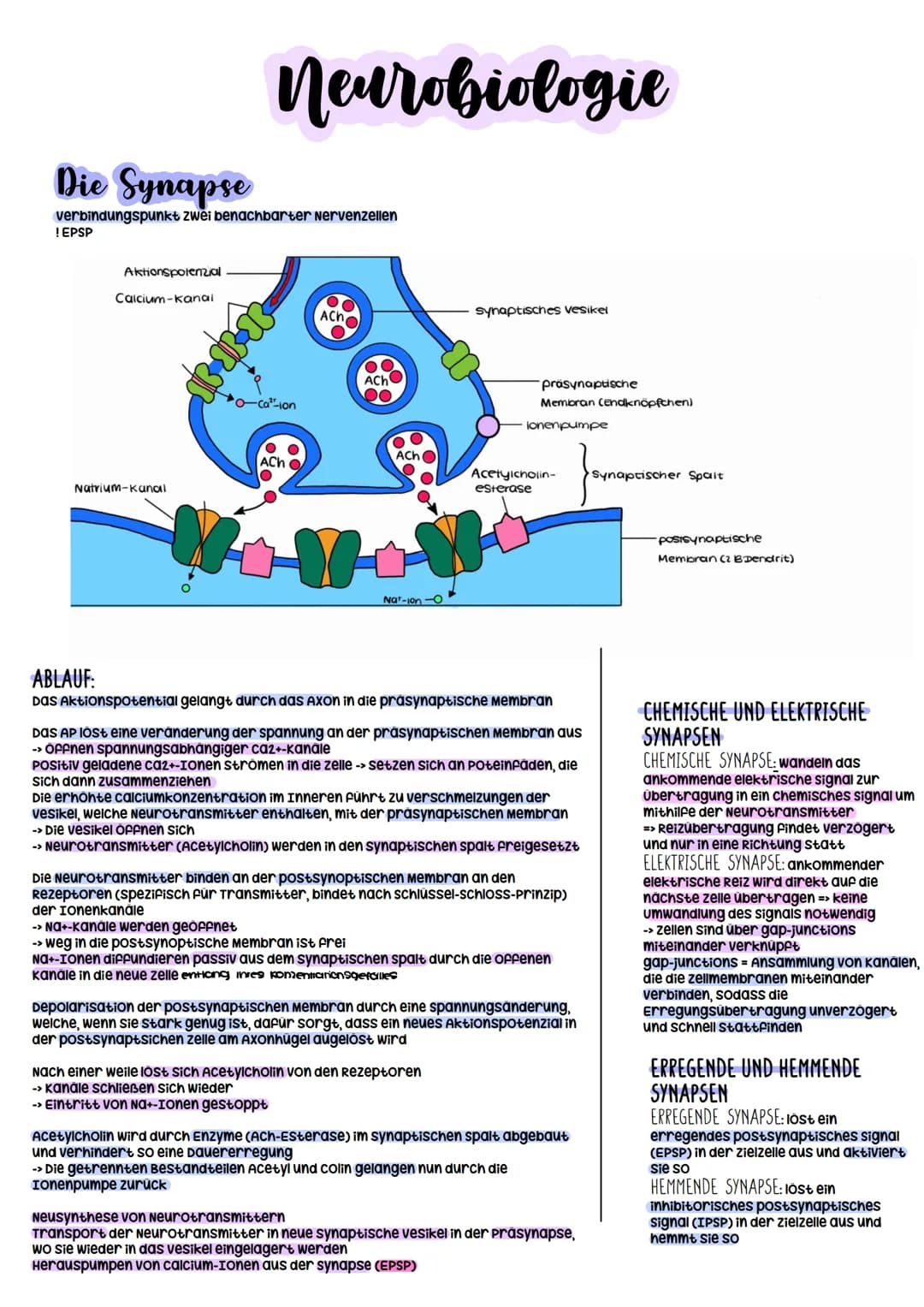 Biologie Abitur
2023 Neurobiologie
Bau und Funktion der Nervenzelle/Neuron
-> verantwortlich für die wahrnehmung und
weiterleitung von Reize