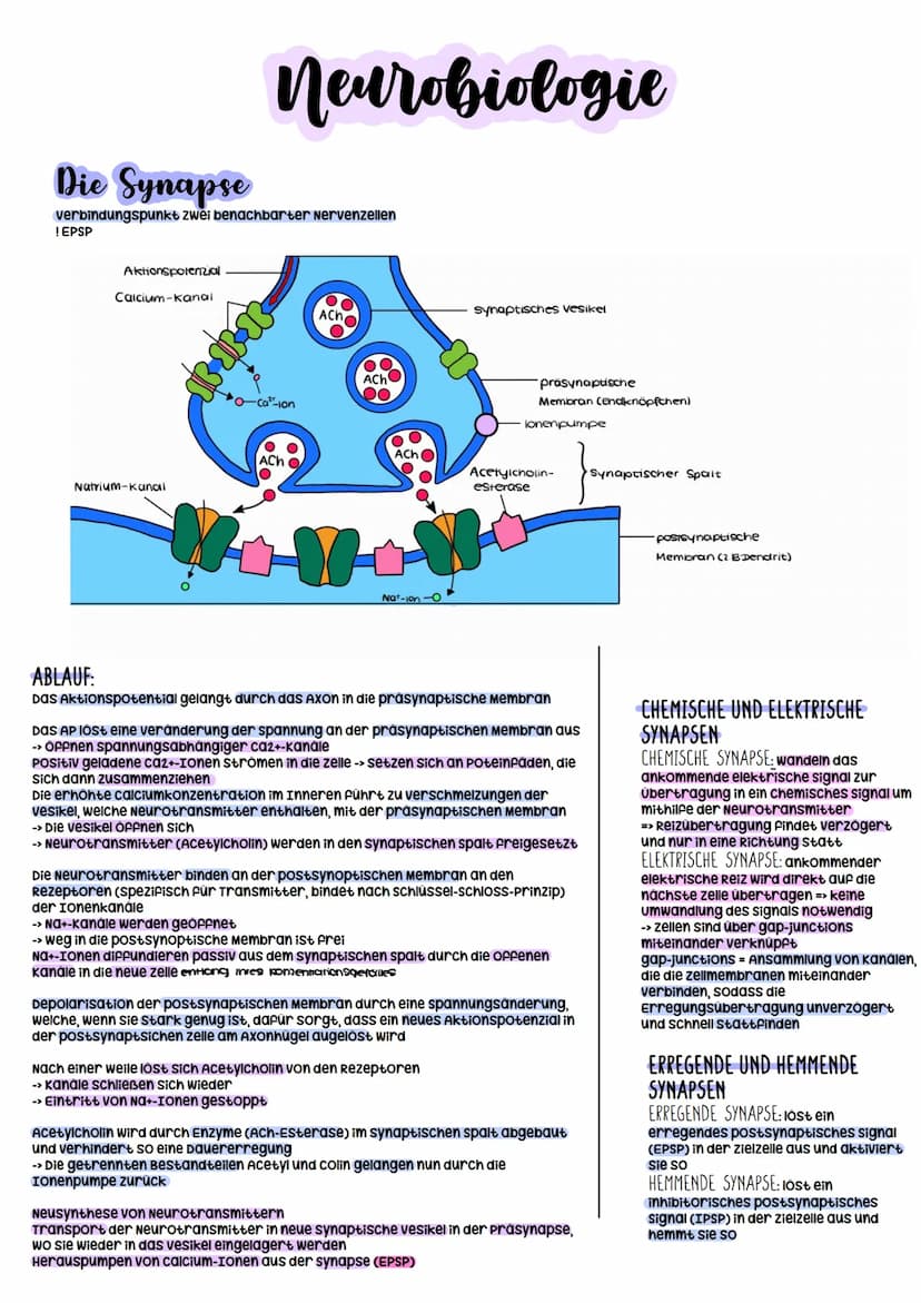 Biologie Abitur
2023 Neurobiologie
Bau und Funktion der Nervenzelle/Neuron
-> verantwortlich für die wahrnehmung und
weiterleitung von Reize