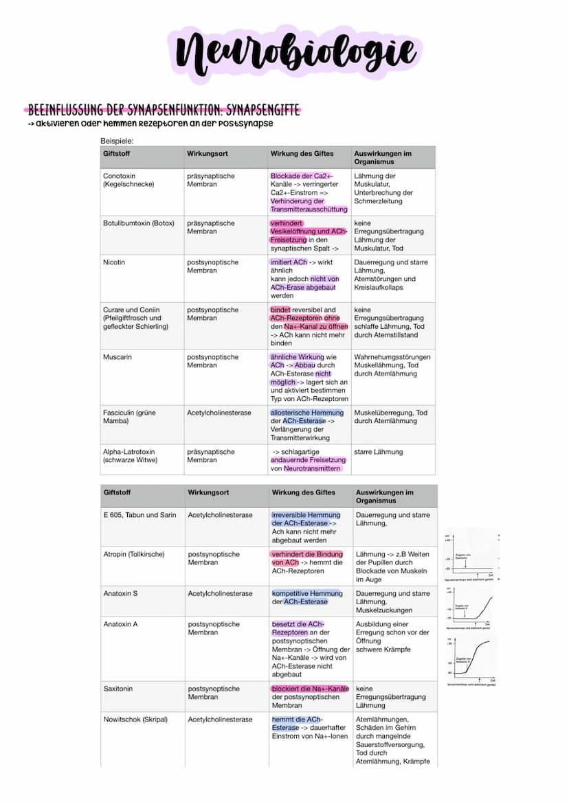 Biologie Abitur
2023 Neurobiologie
Bau und Funktion der Nervenzelle/Neuron
-> verantwortlich für die wahrnehmung und
weiterleitung von Reize
