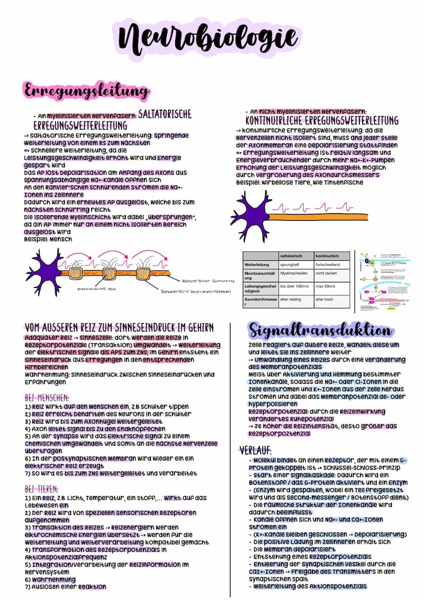 Biologie Abitur
2023 Neurobiologie
Bau und Funktion der Nervenzelle/Neuron
-> verantwortlich für die wahrnehmung und
weiterleitung von Reize