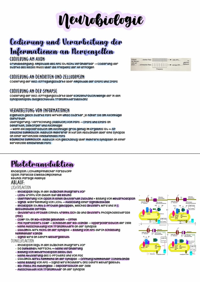 Biologie Abitur
2023 Neurobiologie
Bau und Funktion der Nervenzelle/Neuron
-> verantwortlich für die wahrnehmung und
weiterleitung von Reize